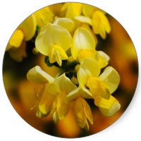 Genista Tinctoria