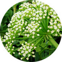 Crithmum Maritimum - Samphire