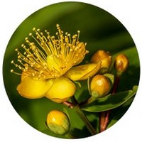 Hypericum - St.John's wort