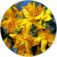 Hypericum - St.John's wort
