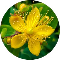 Hypericum - St.John's wort