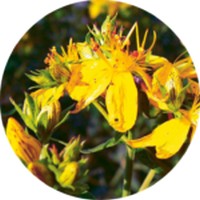 Hypericum Perforatum - St.John's wort