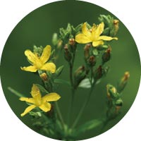 Hypericum Perforatum - St.John's wort