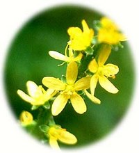 Hypericum Perforatum