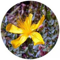 Hypericum Perforatum