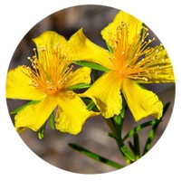 Hypericum Perforatum
