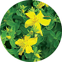 Hypericum - St.John's wort