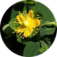 Hypericum