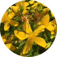Hypericum