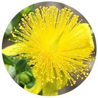 Hypericum