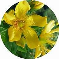 Hypericum