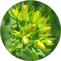 Hypericum Androsaemum
