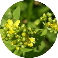 Hypericum Androsaemum