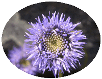 Jasione Montana