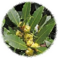 Laurus Nobilis