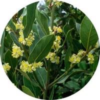 Laurus Nobilis