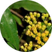 Laurus Nobilis