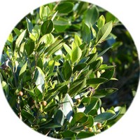 Laurus Nobilis