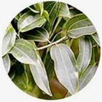 Indian Bay Laurel