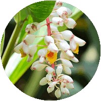 Cassytha Filiformis - Dodder Laurel