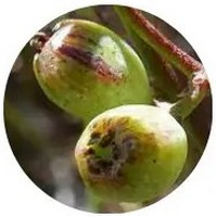 Dodder Laurel - Cassytha Filiformis - Dodder Laurel