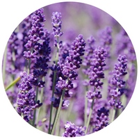 Lavandula Angustifolia