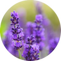 Lavandula Angustifolia