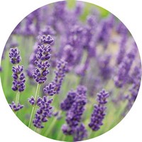 Lavandula Angustifolia