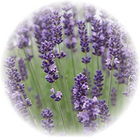 Lavandula Angustifolia