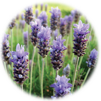 Lavandula Angustifolia