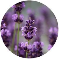 Lavandula Angustifolia