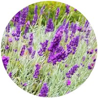 Lavandula Angustifolia