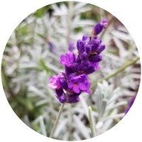 Lavandula Angustifolia