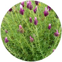 Lavandula Angustifolia