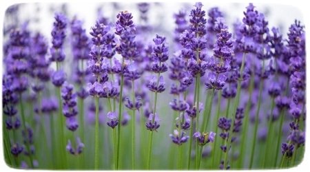 Lavanda