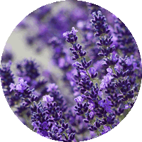 Lavanda