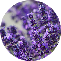 Lavanda