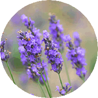 Lavanda o Lavandula