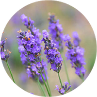 Lavanda o Lavandula