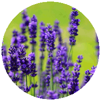 Lavanda