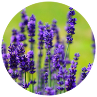 Lavanda