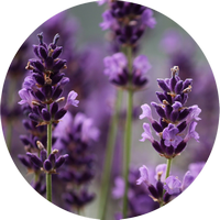 Lavanda