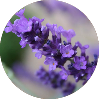 Lavanda