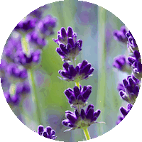 Lavanda