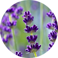 Lavanda