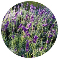 Lavandula Dentata