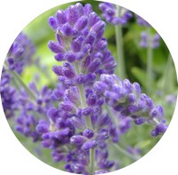 Lavanda o Lavandula Latifolia