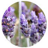 Lavandula