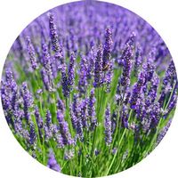 Lavandula