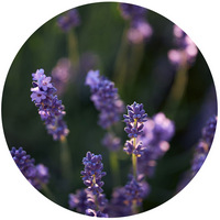 Lavandula